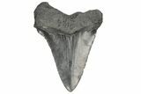 Serrated, Fossil Megalodon Tooth - South Carolina #187791-1